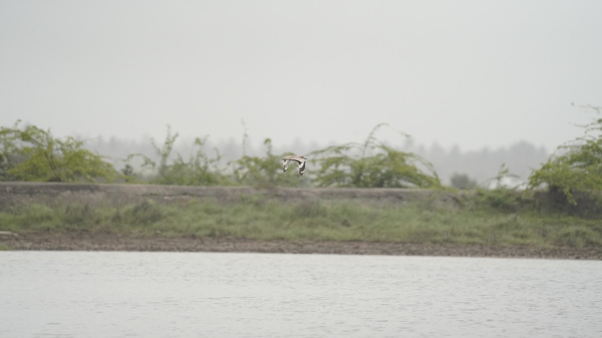 Great Thick-knee - ML638748028