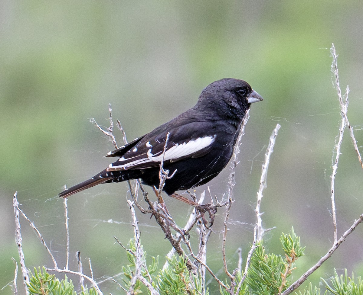 Lark Bunting - ML638748031