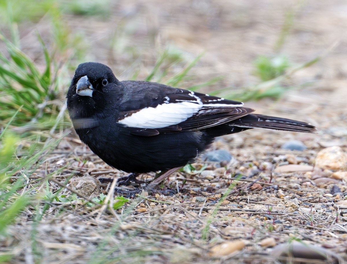 Lark Bunting - ML638748032