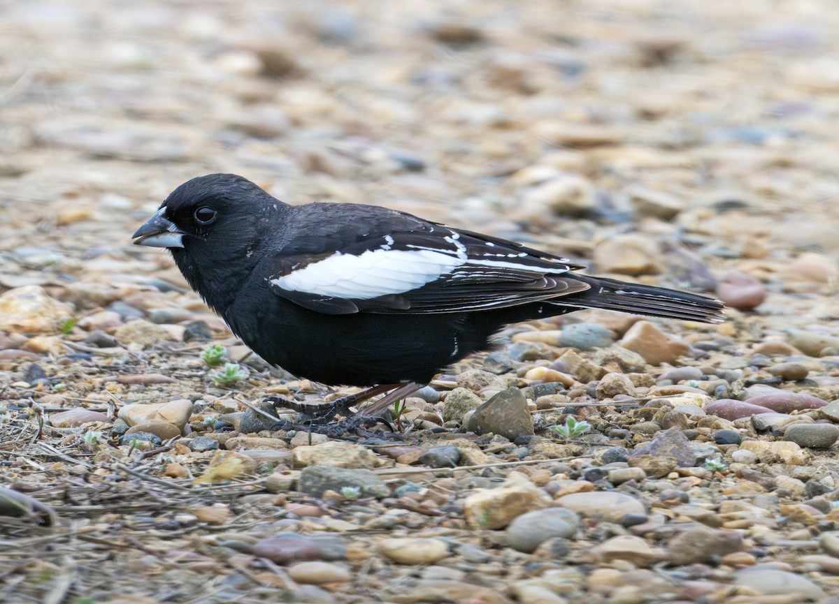 Lark Bunting - ML638748033