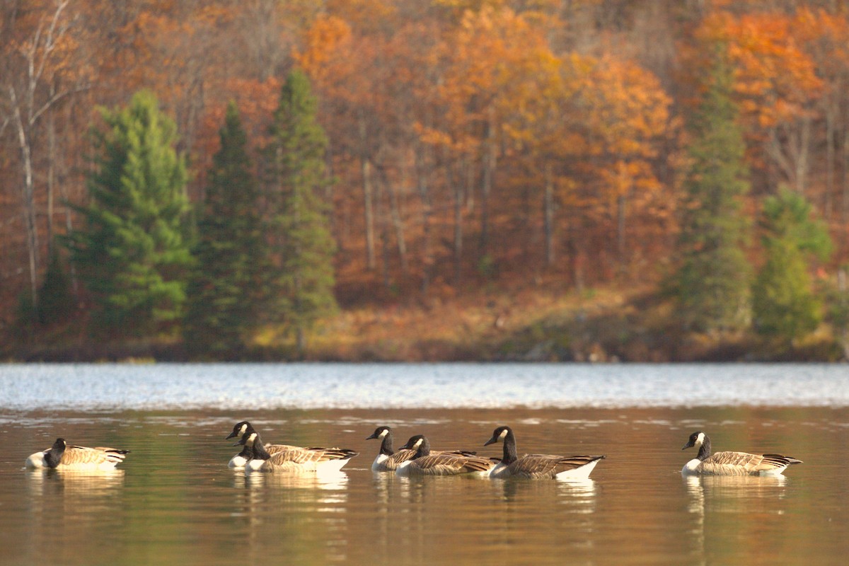 Canada Goose - ML638748038