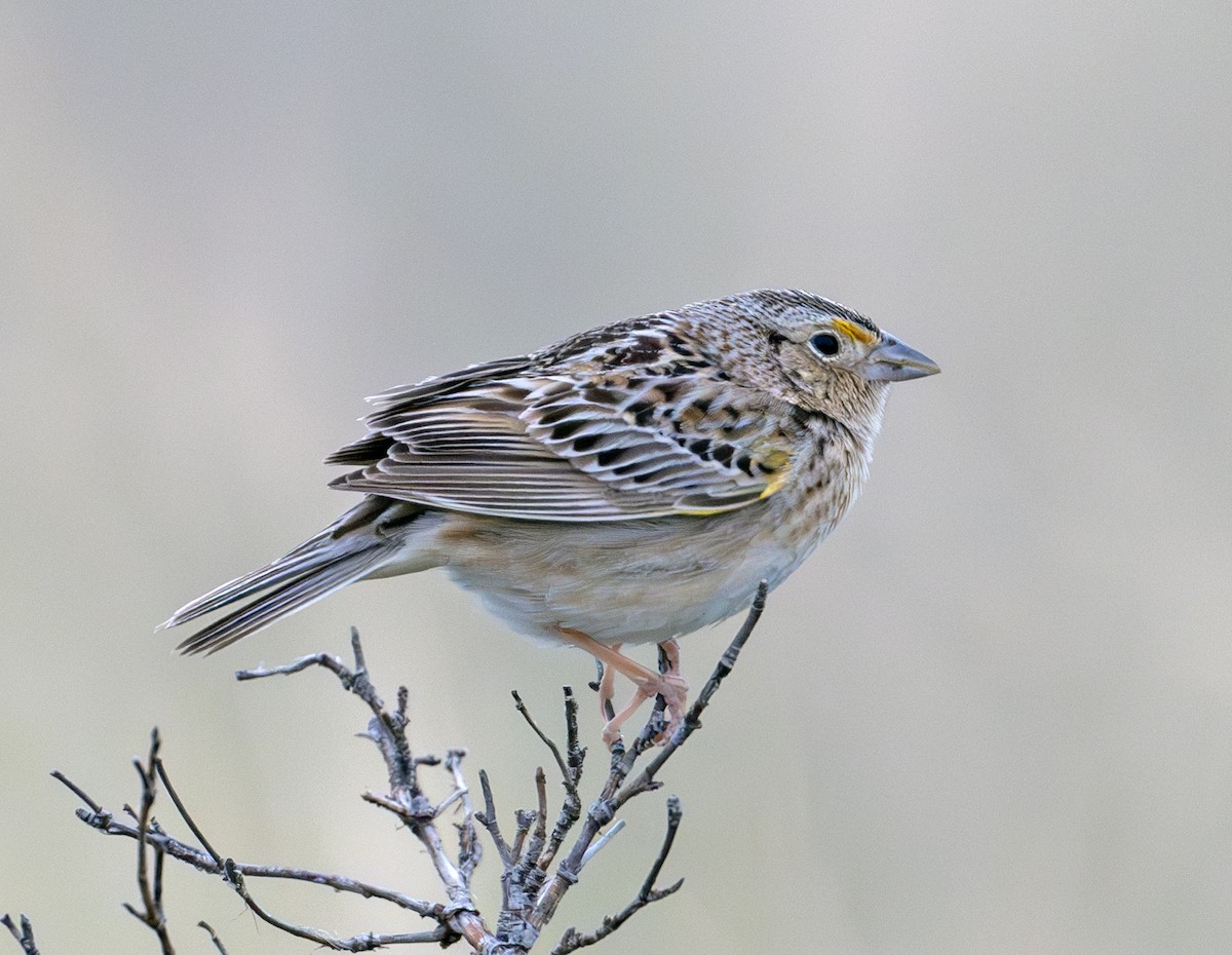 Grasshopper Sparrow - ML638748039