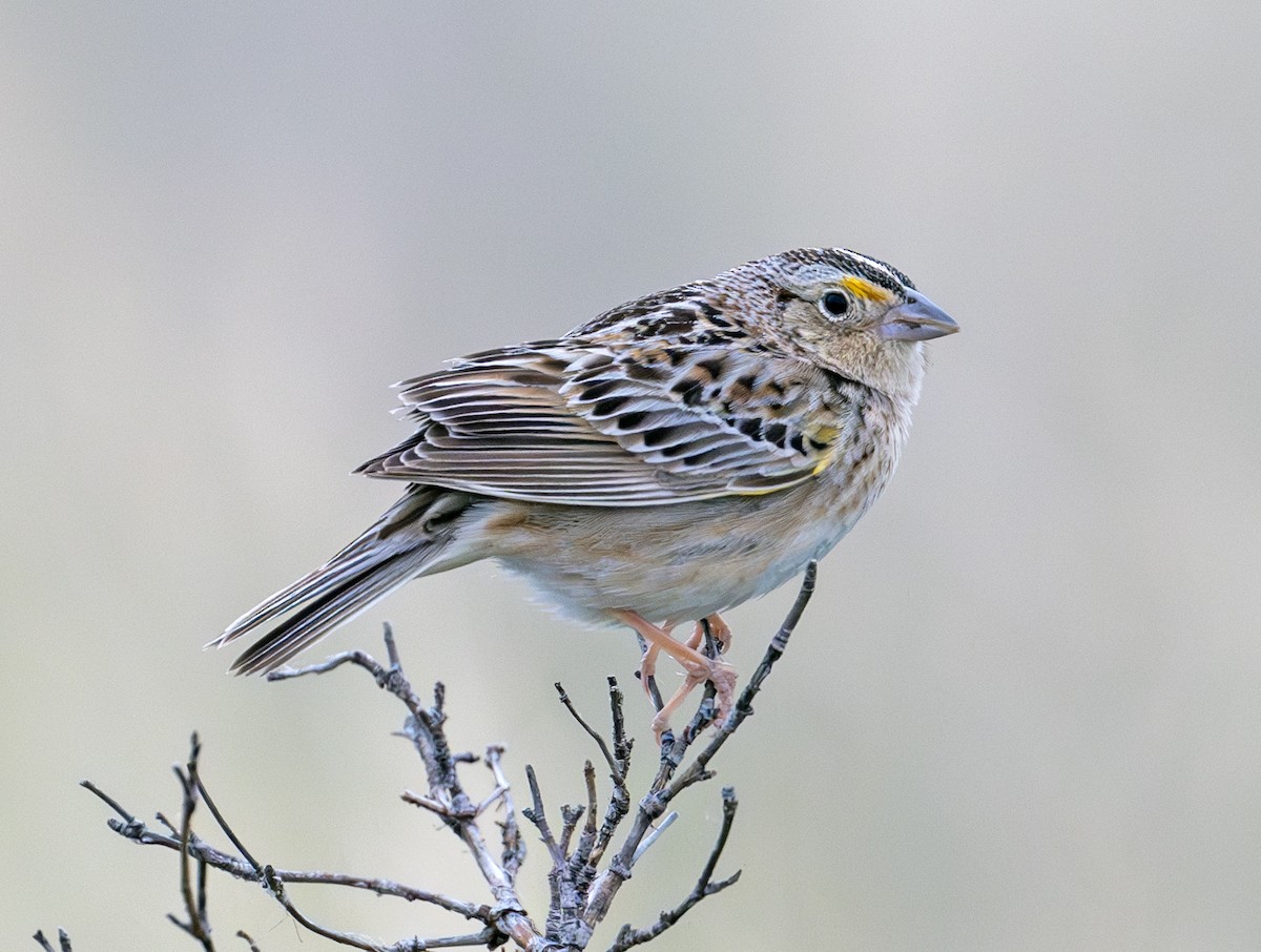Grasshopper Sparrow - ML638748040