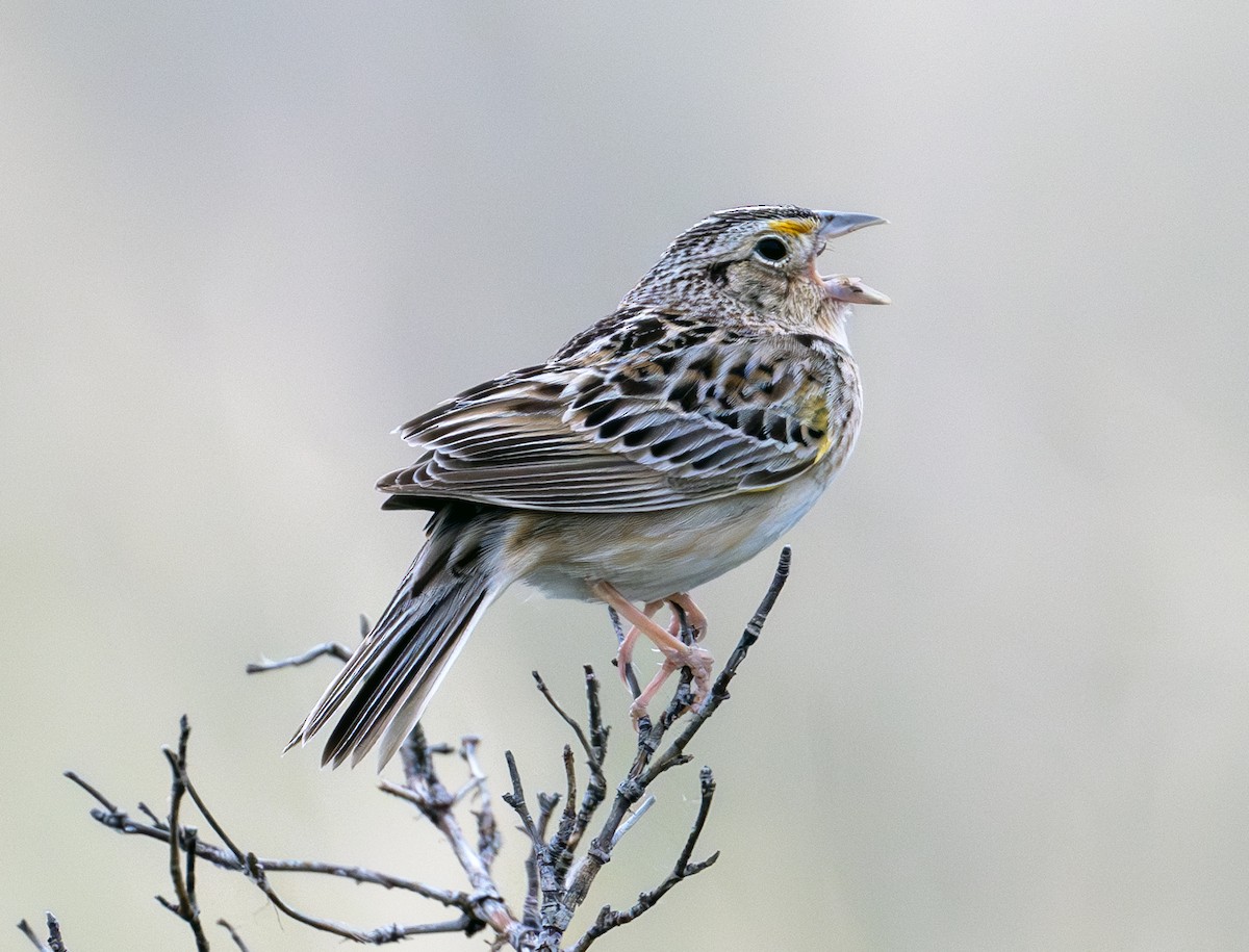 Grasshopper Sparrow - ML638748041