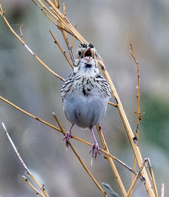 Baird's Sparrow - ML638748050