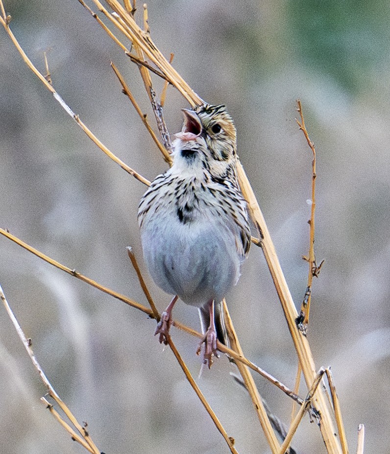 Baird's Sparrow - ML638748051