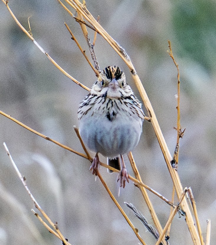 Baird's Sparrow - ML638748053