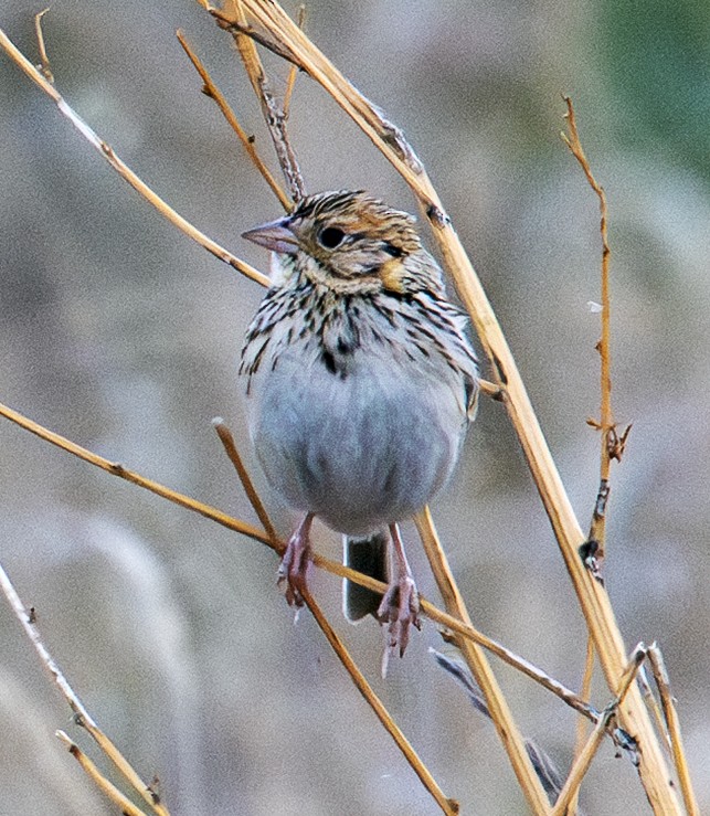 Baird's Sparrow - ML638748054
