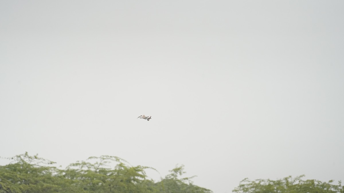 Great Thick-knee - ML638748055