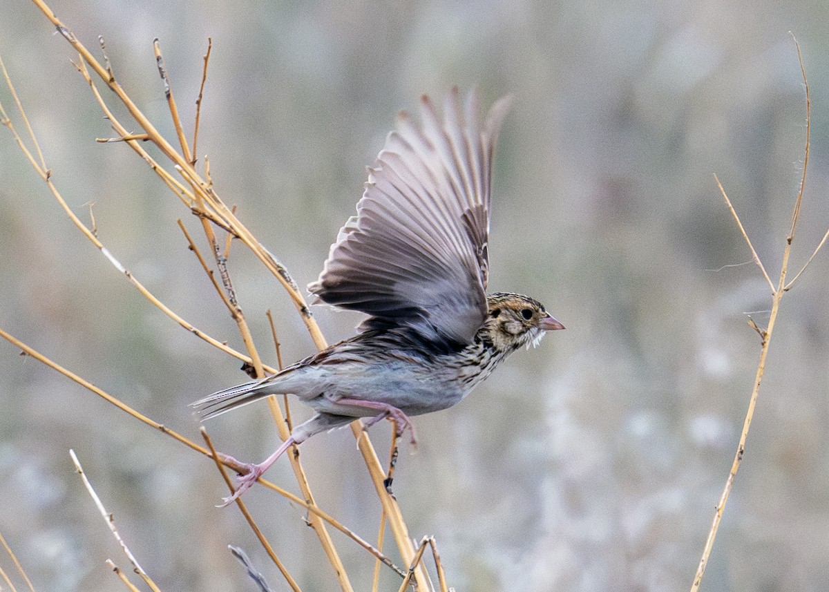 Baird's Sparrow - ML638748059