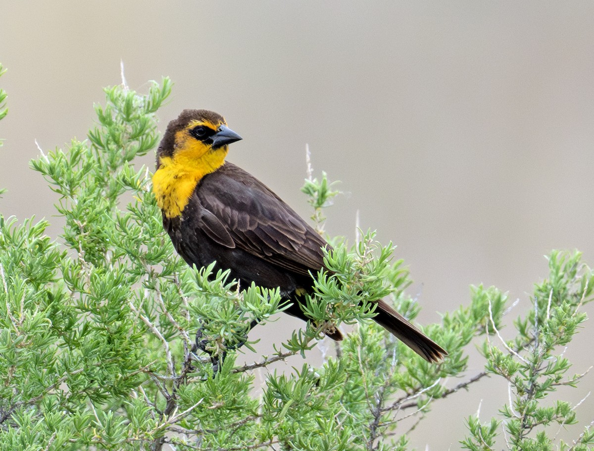 Yellow-headed Blackbird - ML638748062