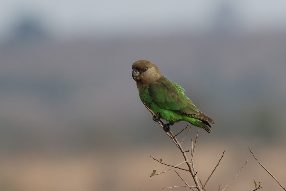 Brown-headed Parrot - ML638748104