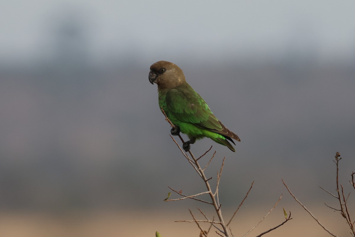 Brown-headed Parrot - ML638748105