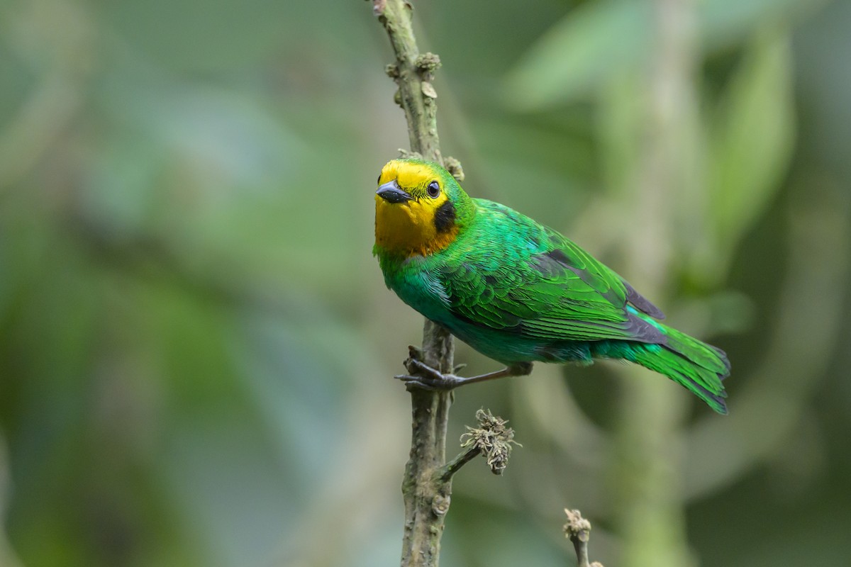 Multicolored Tanager - ML638748115
