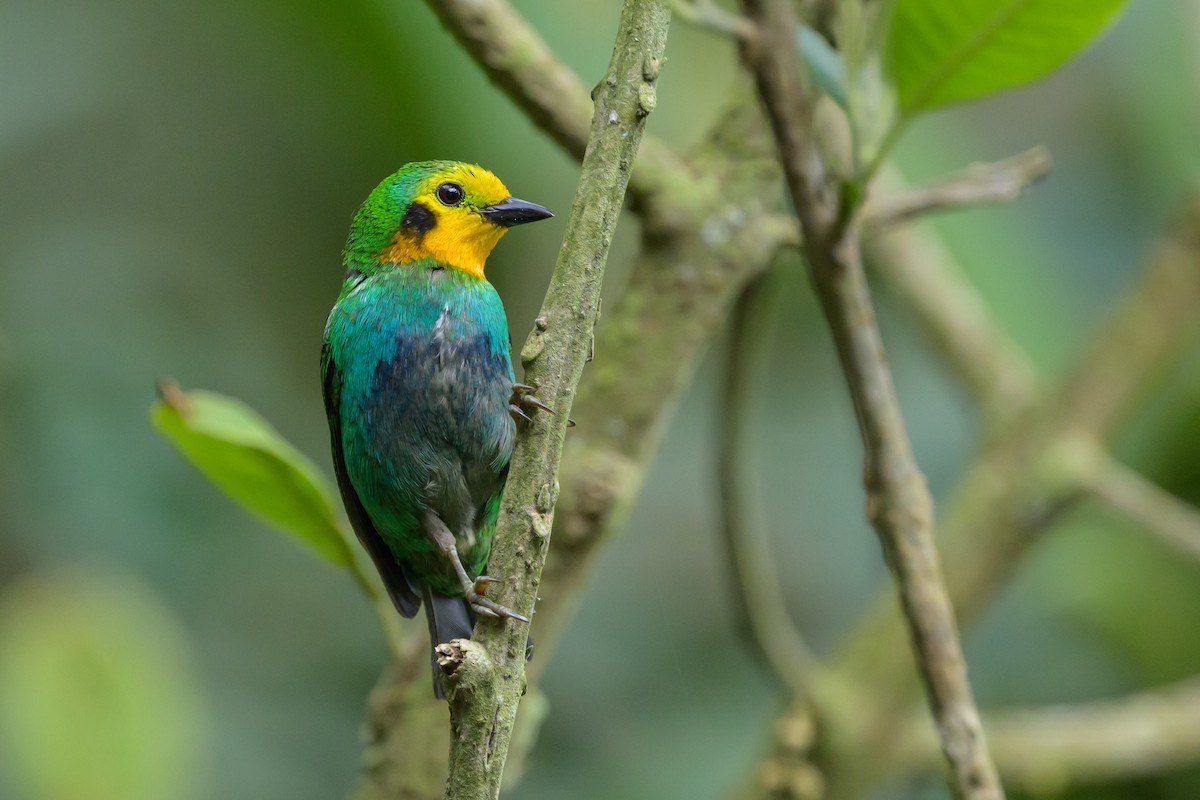 Multicolored Tanager - ML638748116
