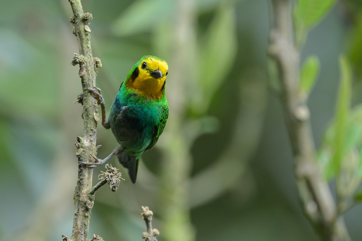 Multicolored Tanager - ML638748117