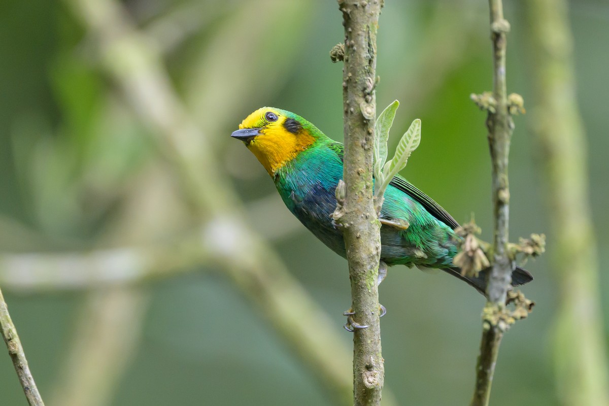 Multicolored Tanager - ML638748118