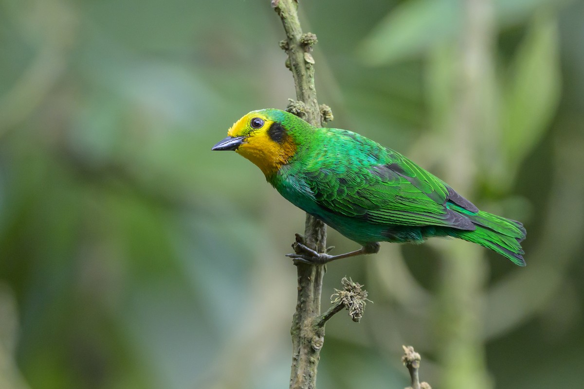 Multicolored Tanager - ML638748119