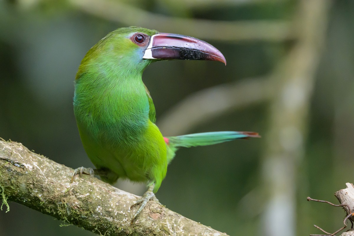 Crimson-rumped Toucanet - ML638748125
