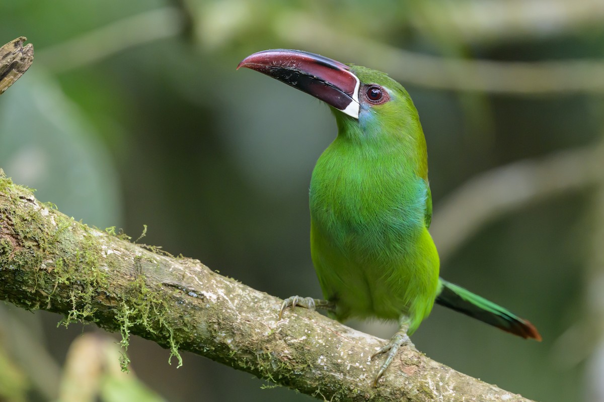 Crimson-rumped Toucanet - ML638748126