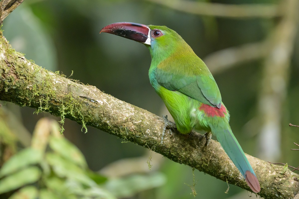 Crimson-rumped Toucanet - ML638748129