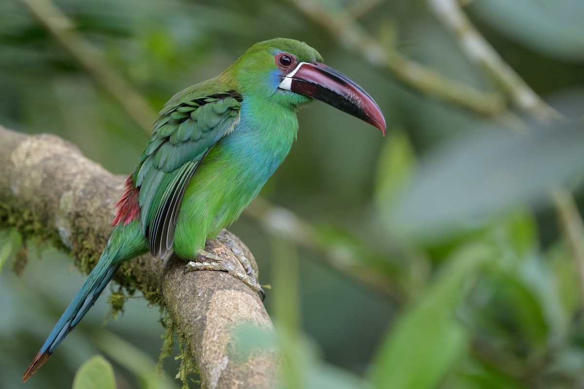Crimson-rumped Toucanet - ML638748134