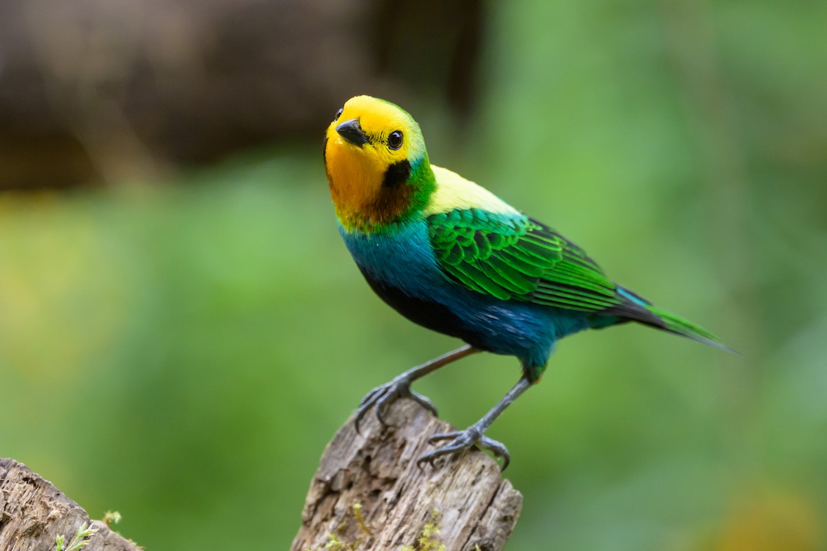 Multicolored Tanager - ML638748139
