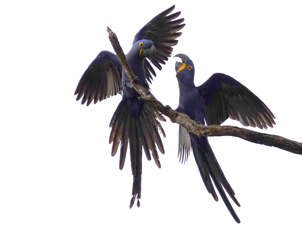 Hyacinth Macaw - ML638748149