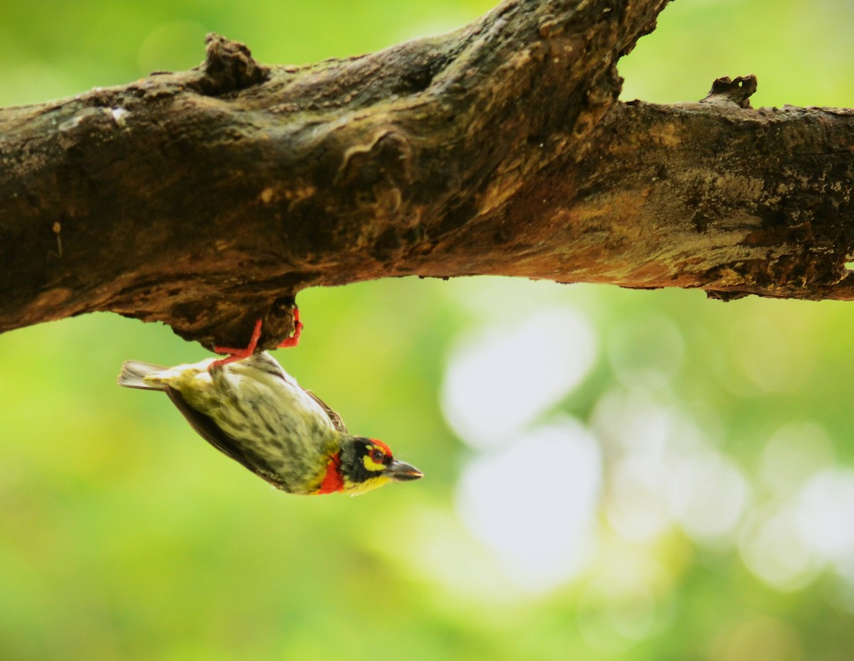 Coppersmith Barbet - ML638748160