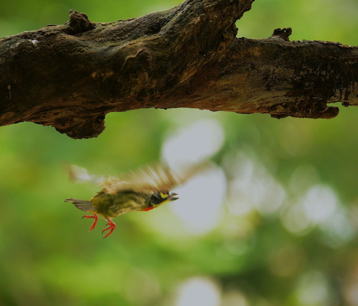 Coppersmith Barbet - ML638748161