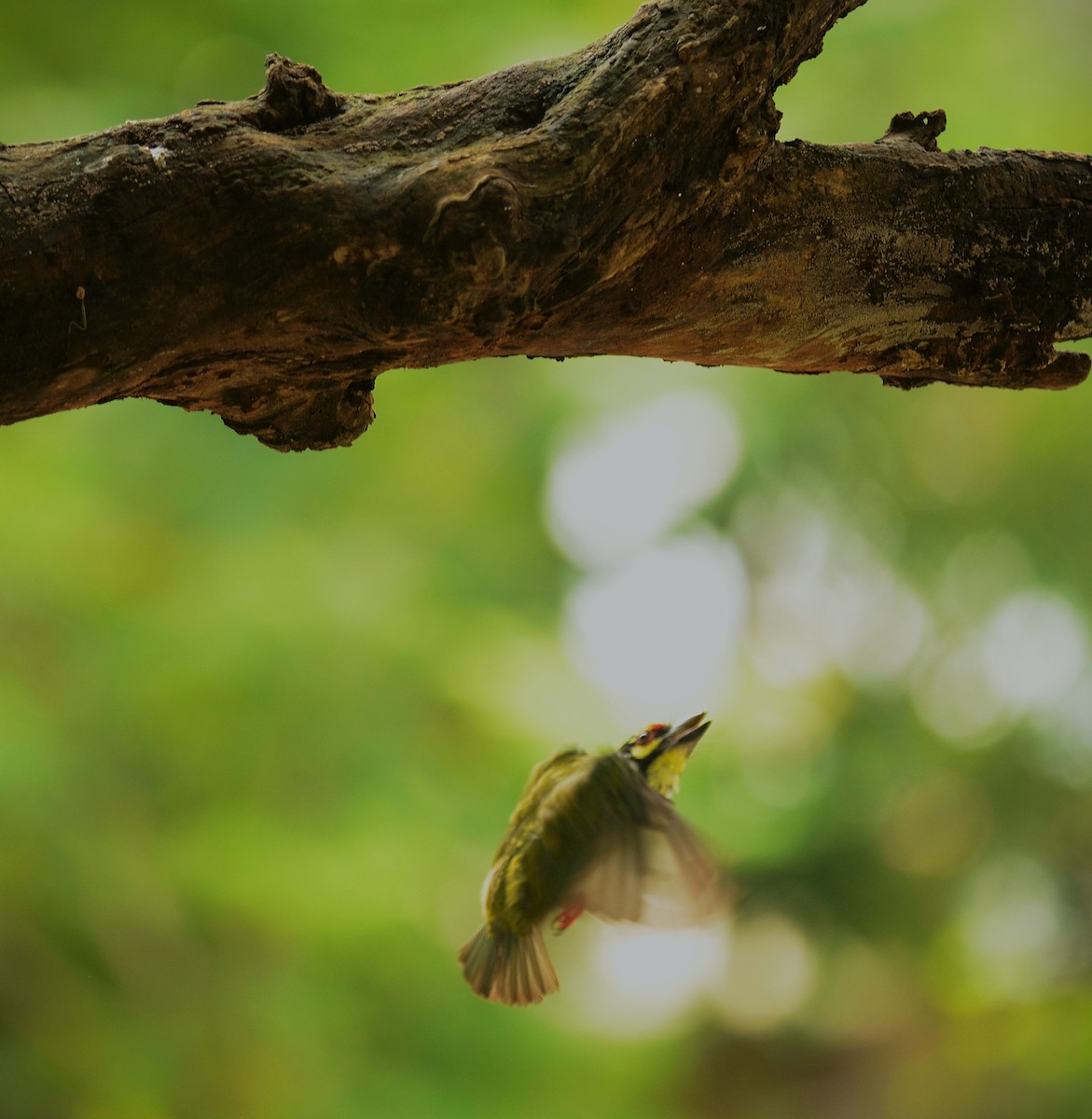 Coppersmith Barbet - ML638748162