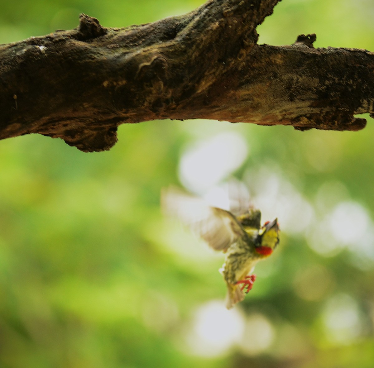 Coppersmith Barbet - ML638748163