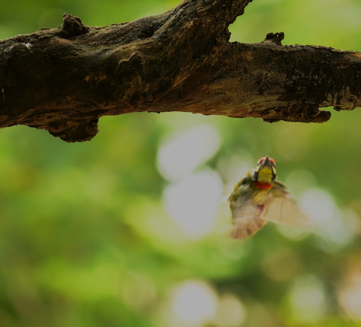 Coppersmith Barbet - ML638748164
