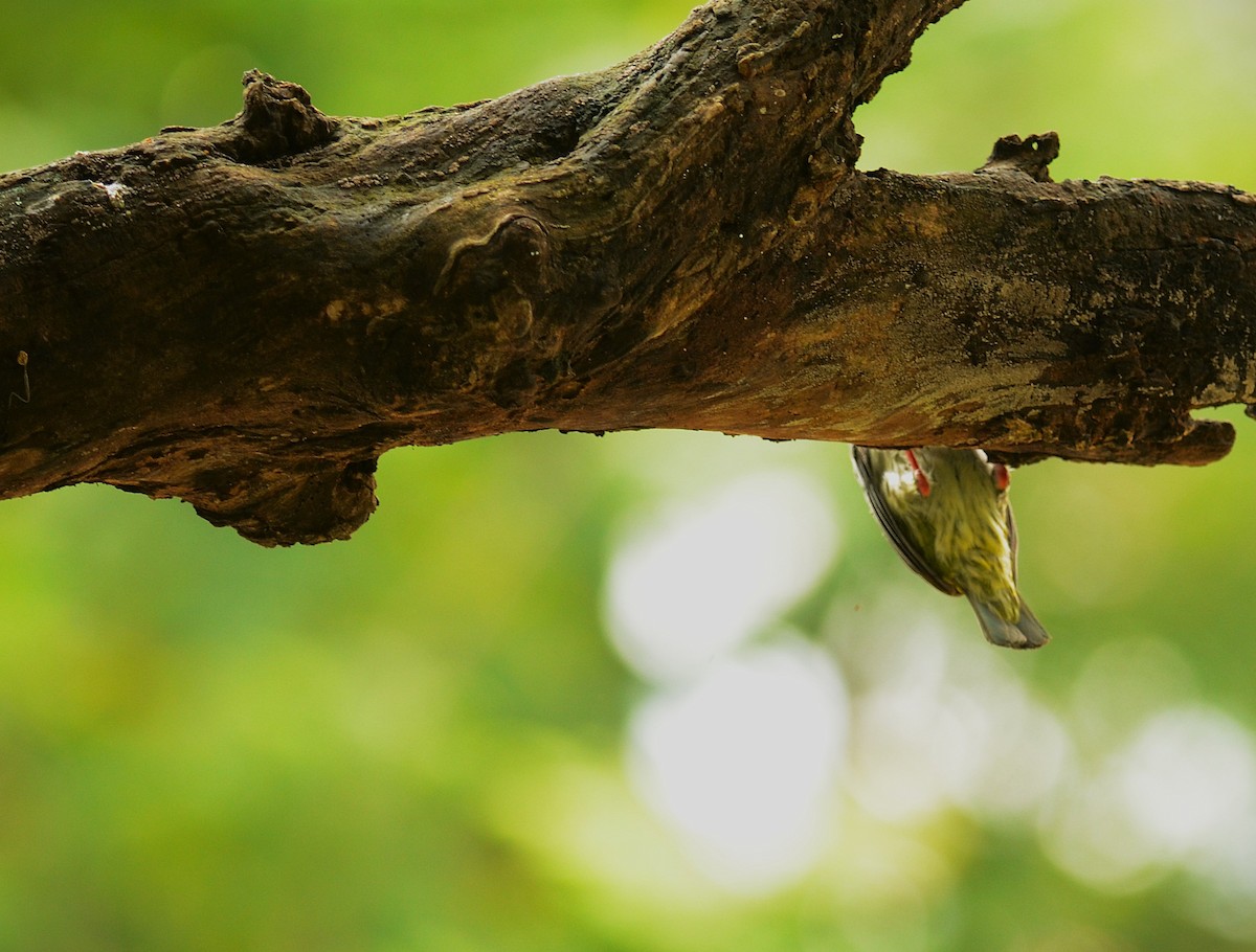 Coppersmith Barbet - ML638748165
