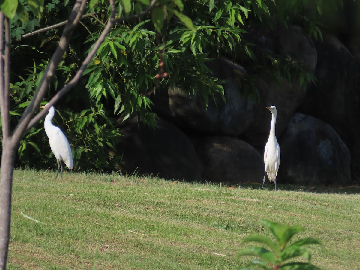 Eastern Cattle-Egret - ML638748167