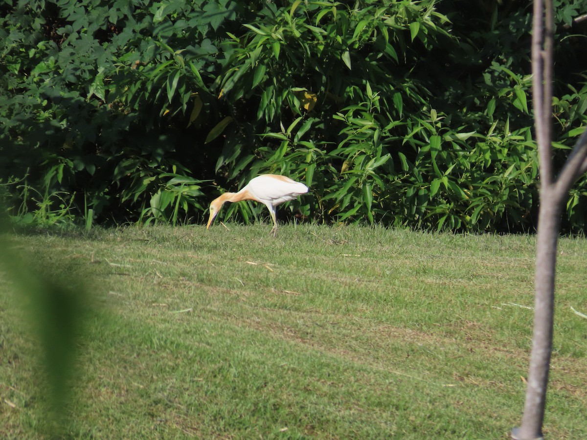 Eastern Cattle-Egret - ML638748168