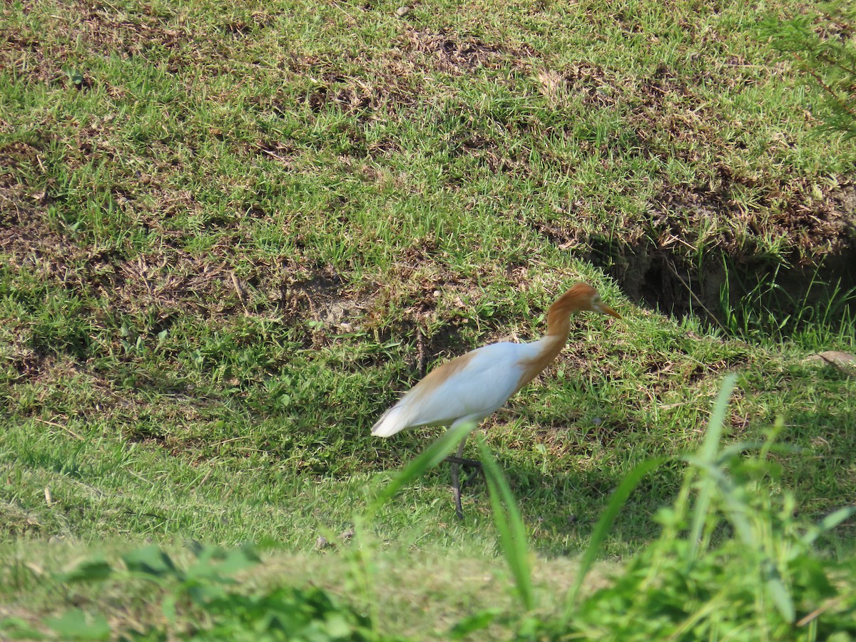 Eastern Cattle-Egret - ML638748169