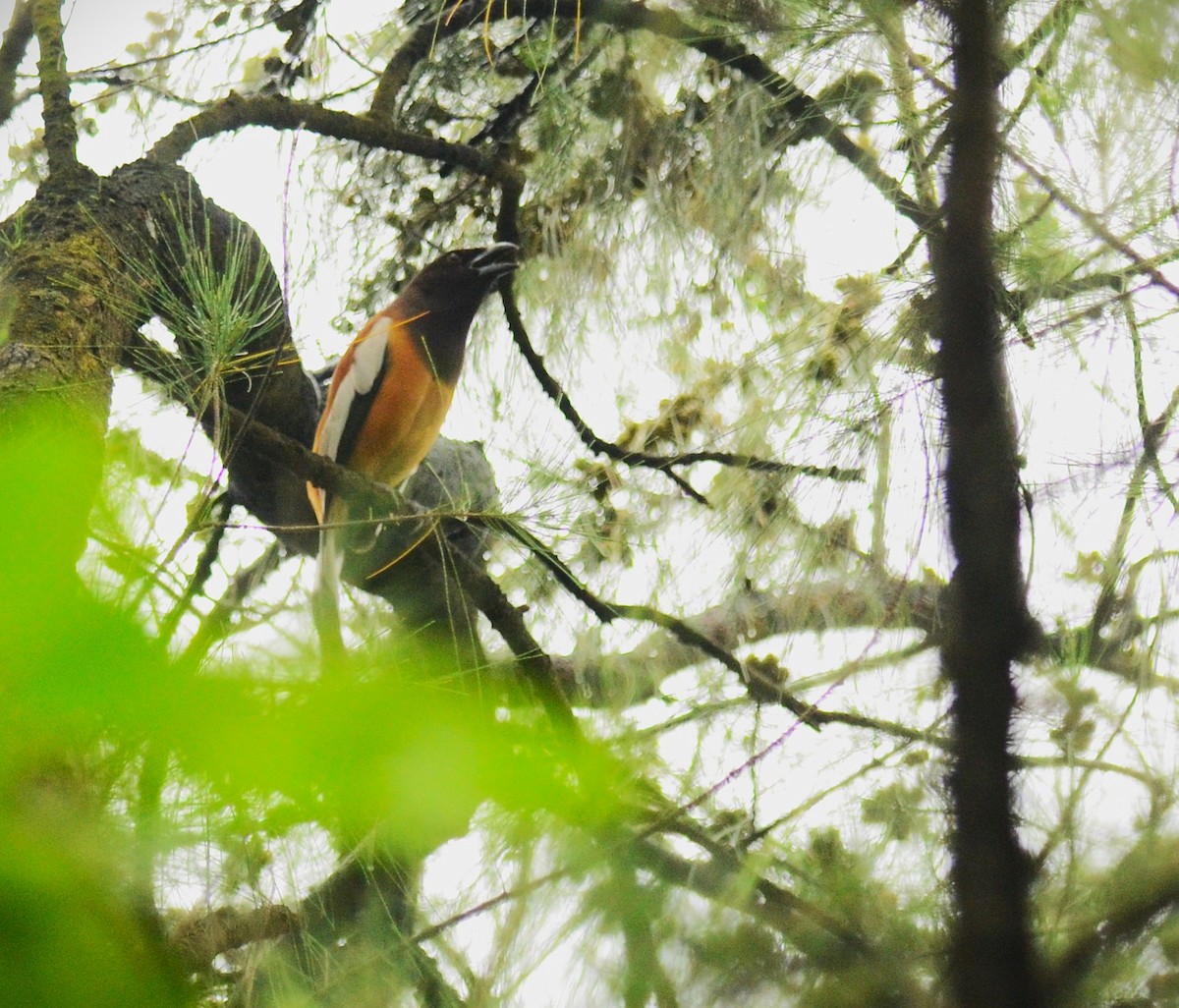 Rufous Treepie - ML638748183