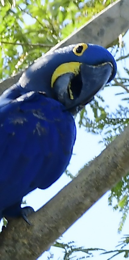 Hyacinth Macaw - ML638748189
