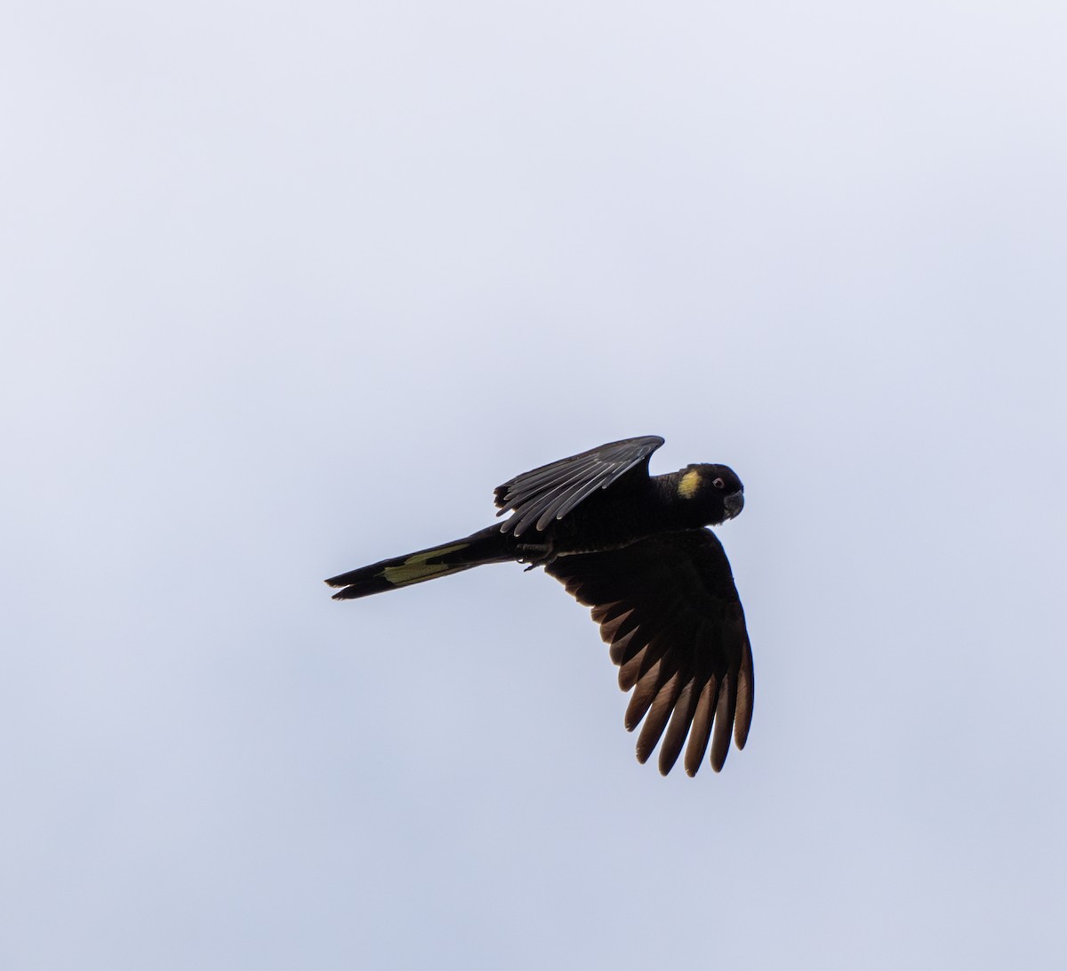 Yellow-tailed Black-Cockatoo - ML638748192