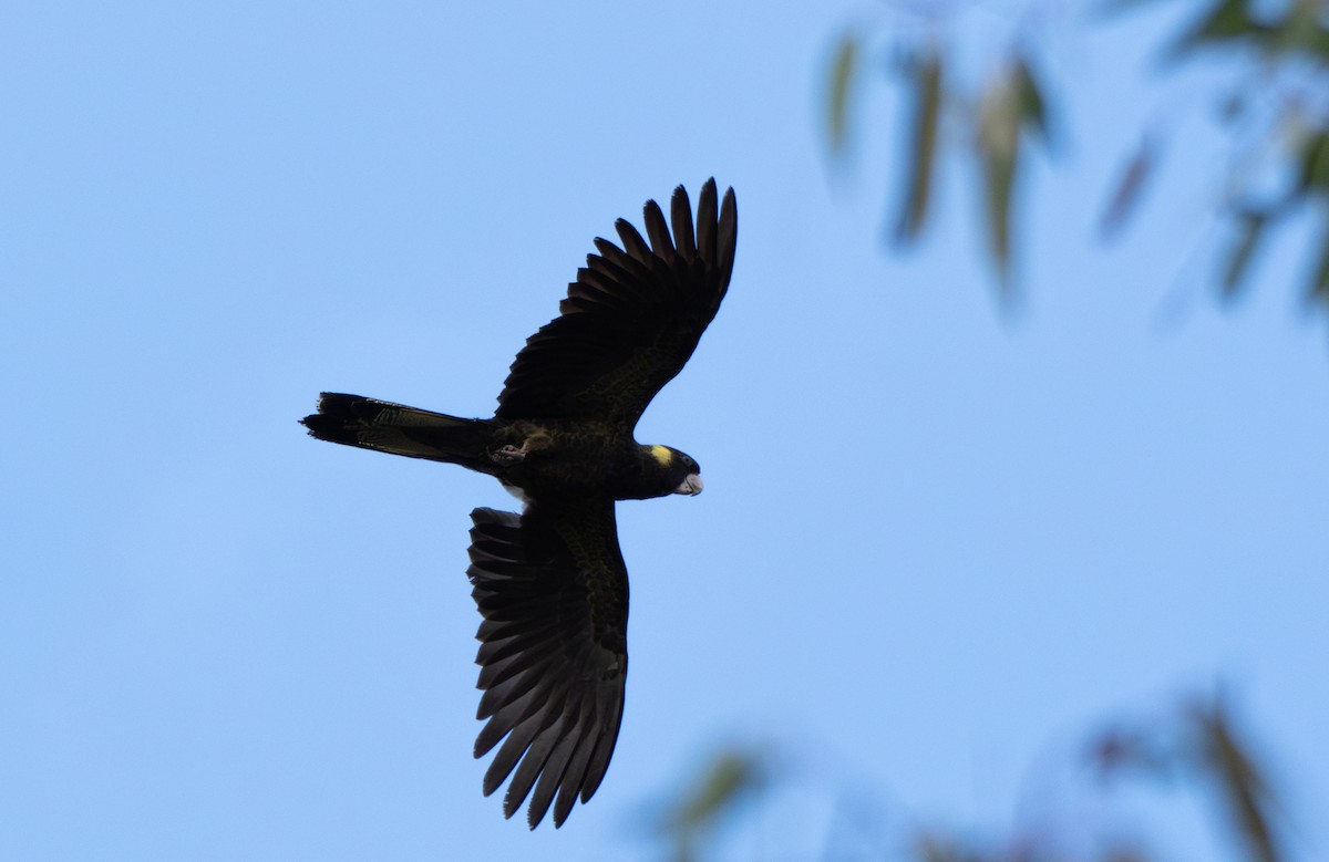 Yellow-tailed Black-Cockatoo - ML638748193