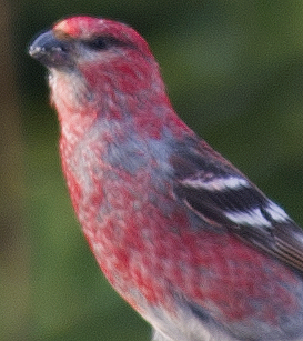 hýl křivčí - ML638748209