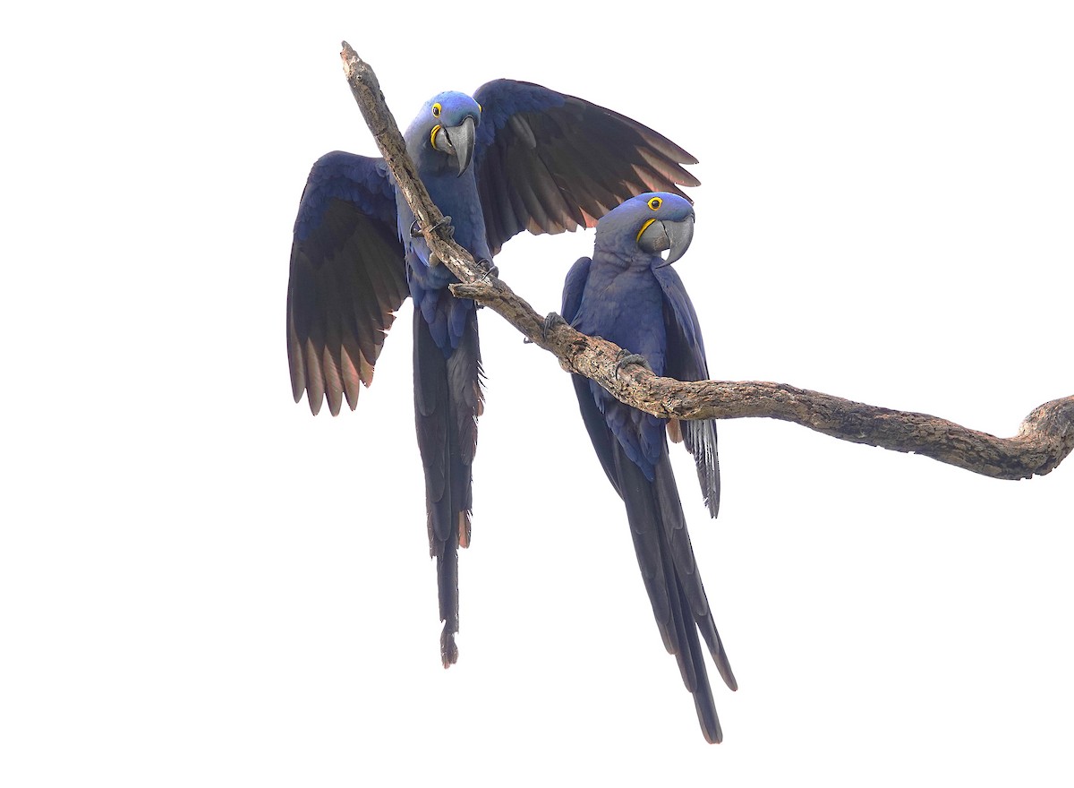 Hyacinth Macaw - ML638748214
