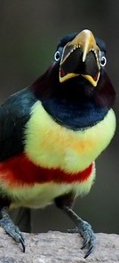 Chestnut-eared Aracari - ML638748226