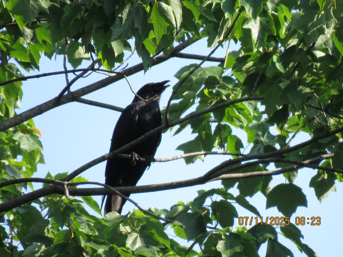 Fish Crow - ML638748264
