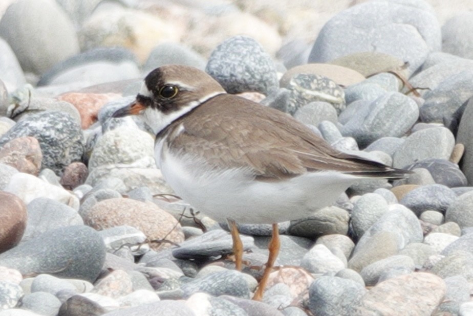 Semipalmated Plover - ML638748286