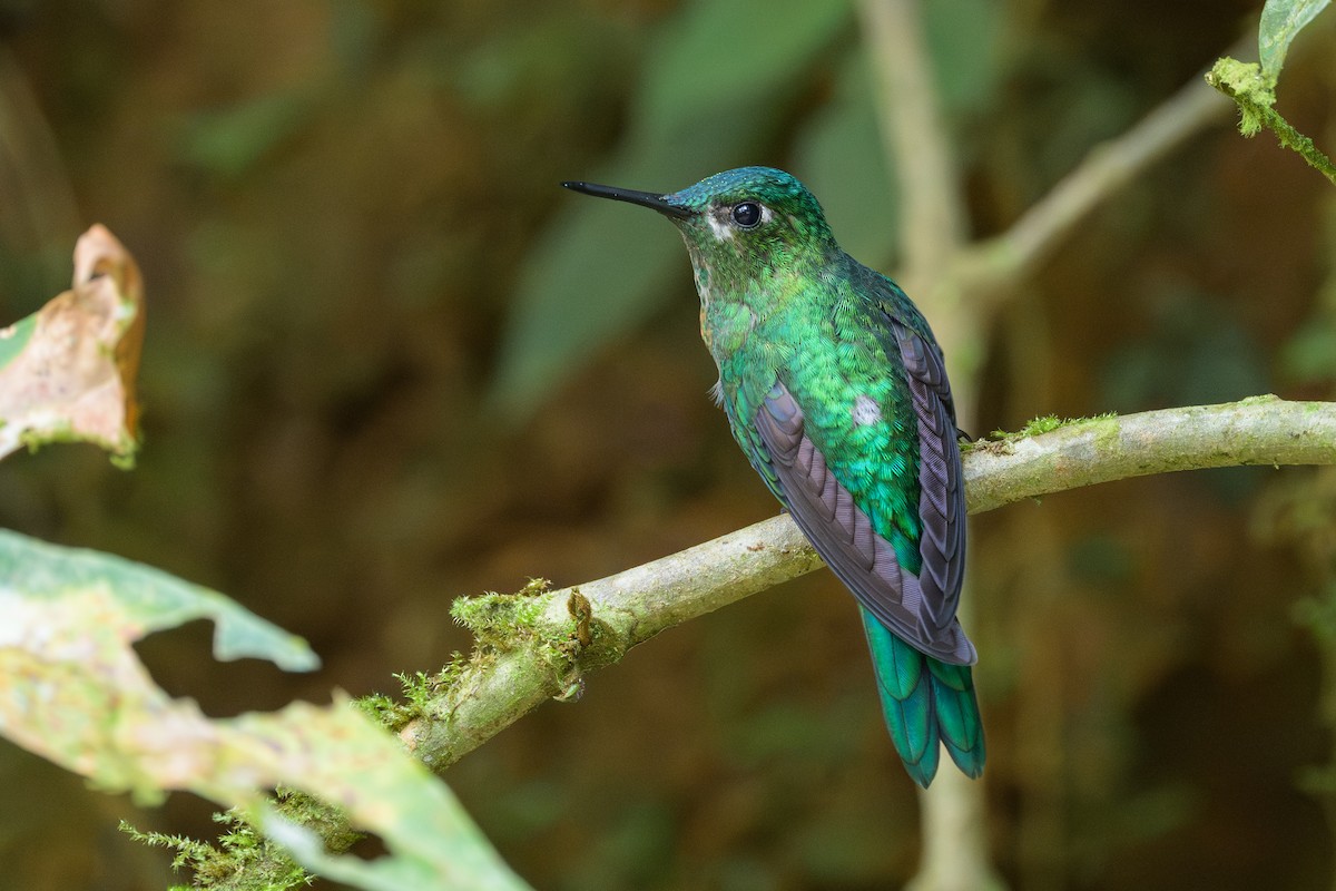 Long-tailed Sylph - ML638748296