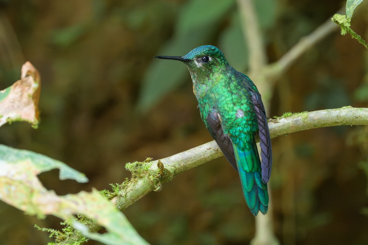 Long-tailed Sylph - ML638748297