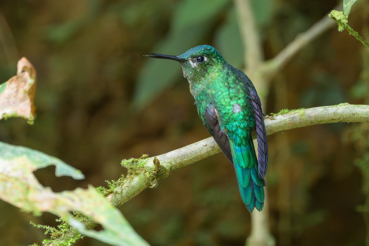 Long-tailed Sylph - ML638748298