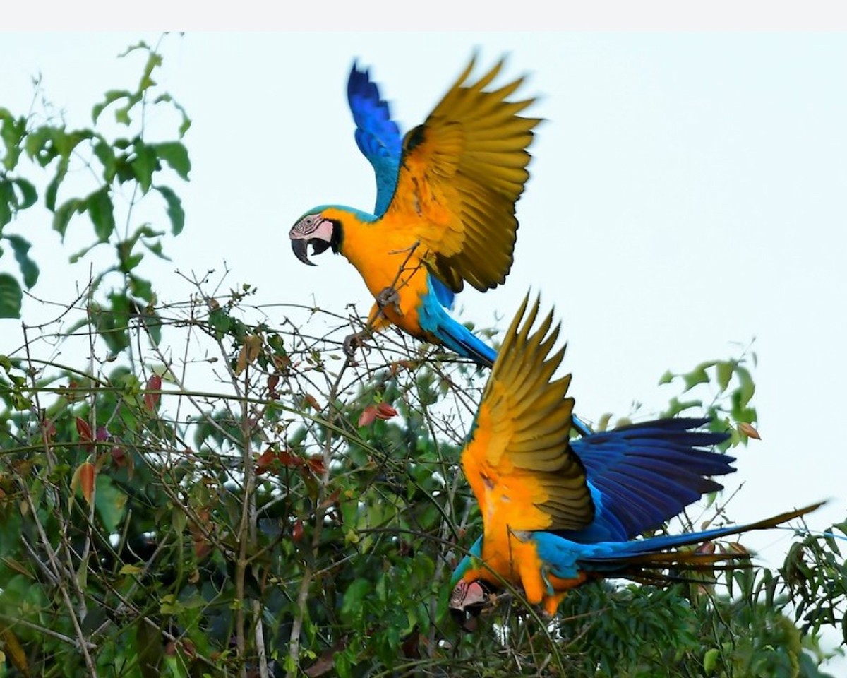 Blue-and-yellow Macaw - ML638748303